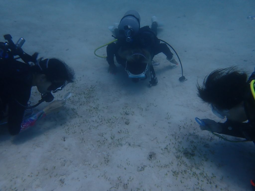 GOODDIVE 生物観察を楽しむダイビング