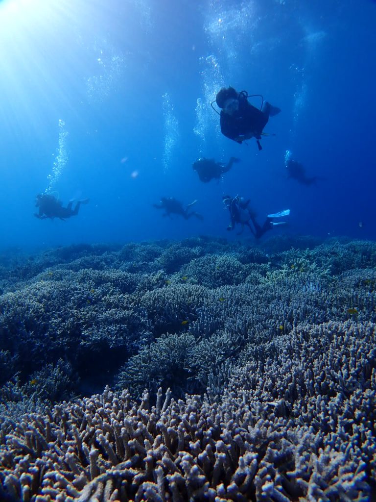 早朝ダイビング　西表島