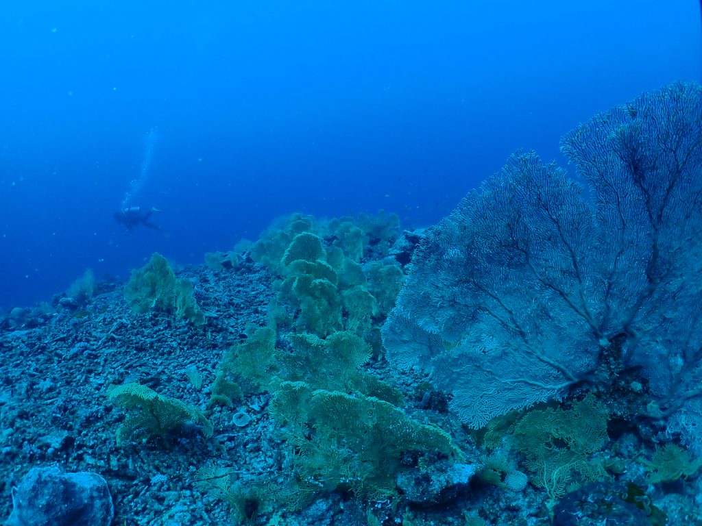 ウチワが群生する海