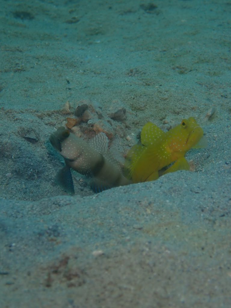 こんなのも西表島ならではの海