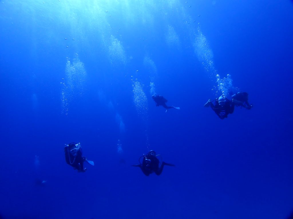 西表島　鹿の川の水中