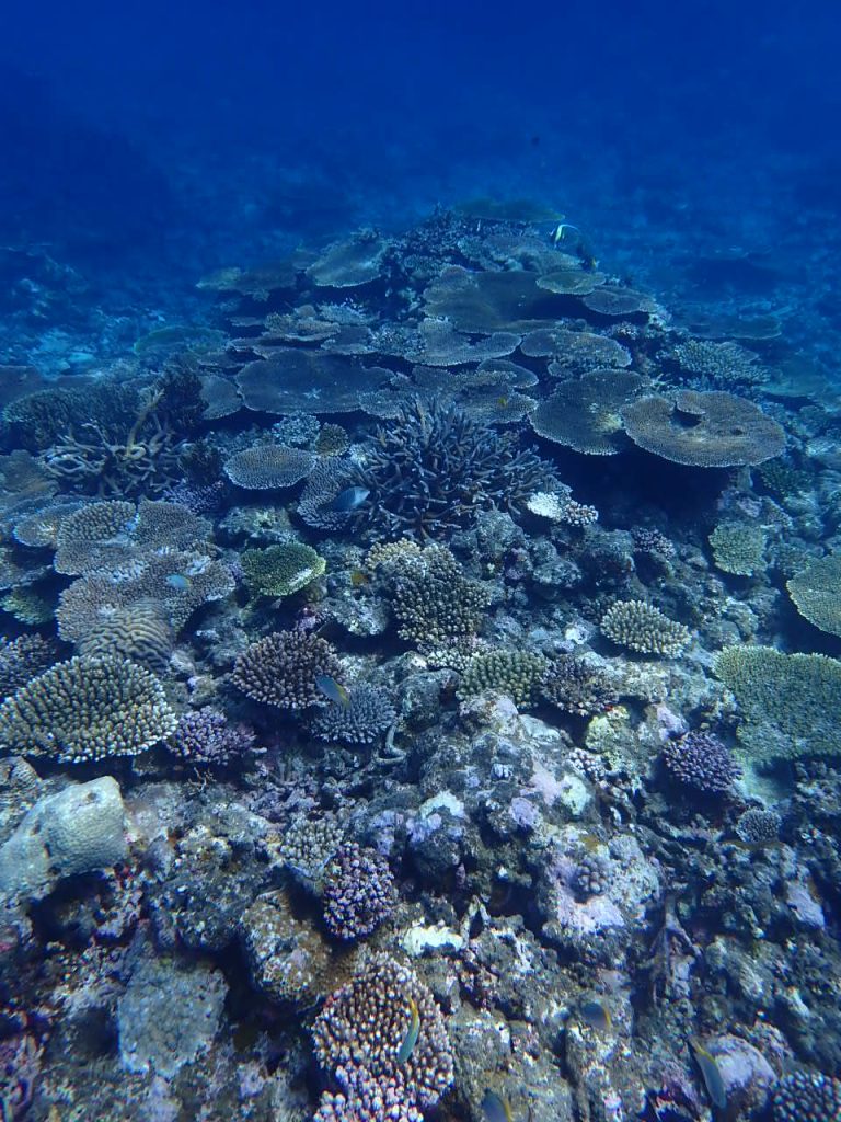 健全なサンゴの海