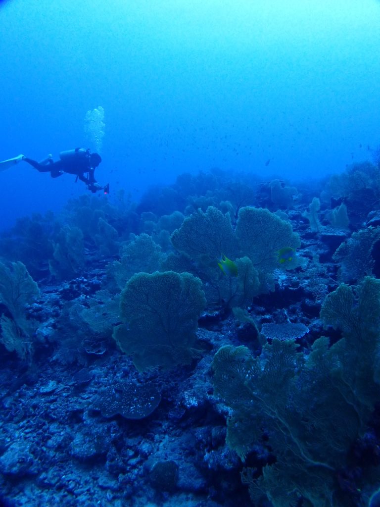 サンゴの元気な海には魚も多い