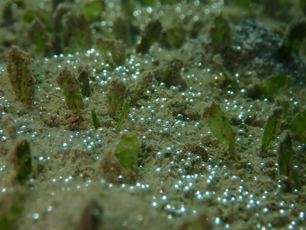 夏の海中酸素カプセル