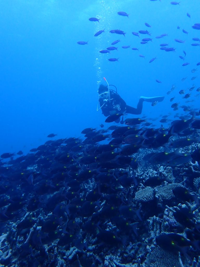 魚の群れを楽しむ