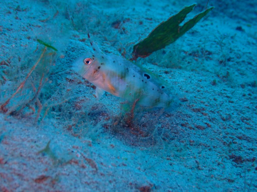 生物多様性の海