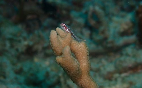 ハナグロイソハゼ西表島