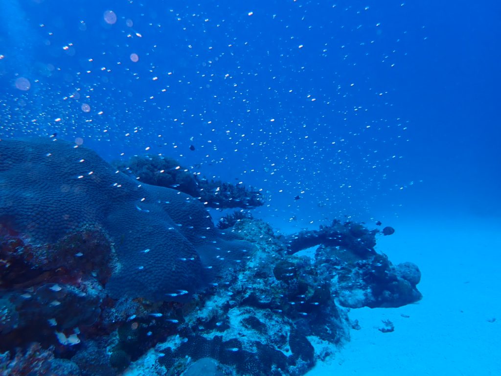 超リラックスな水中西表