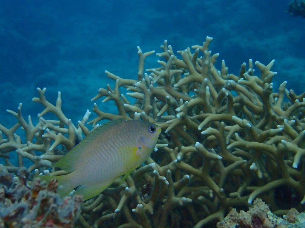 海が荒れても海中は楽園