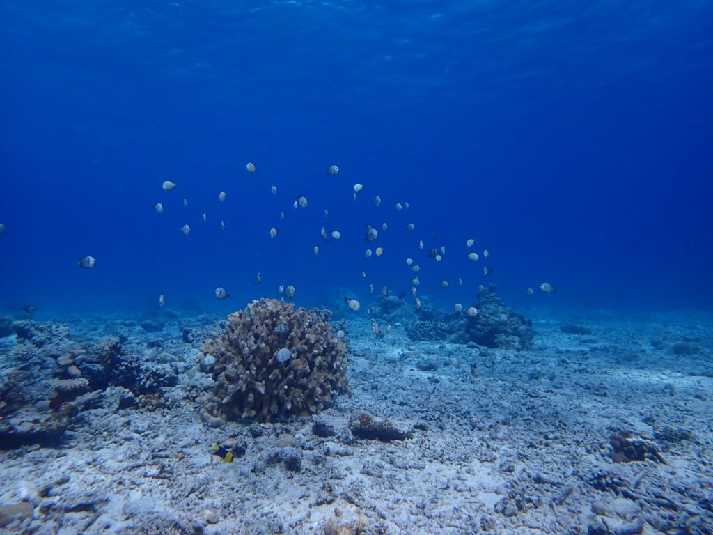 バリエーションが豊富な西表の海