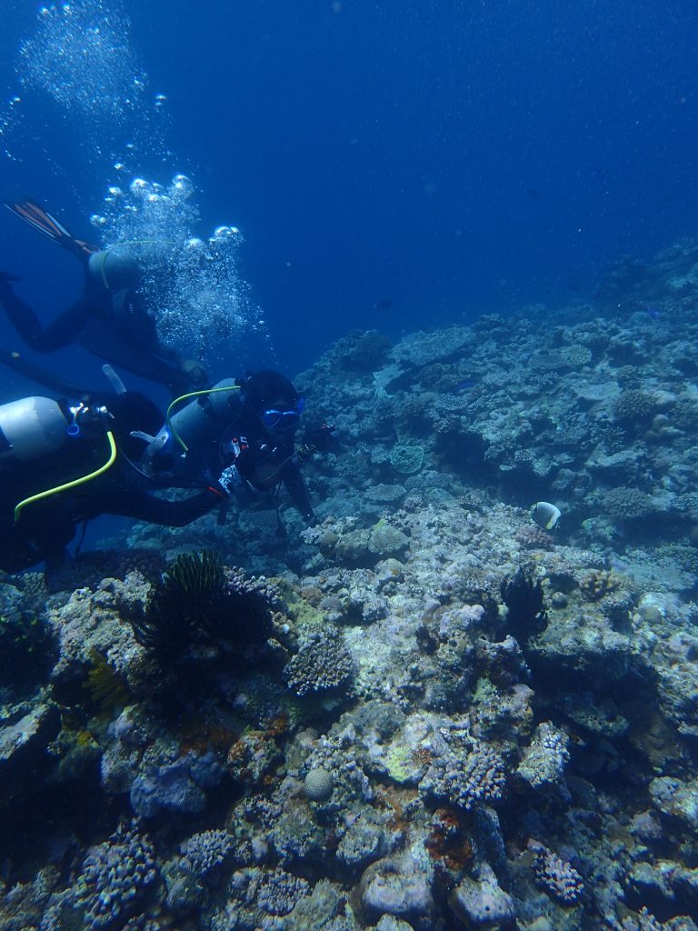 ハクテンカタギに釘付け　西表の海