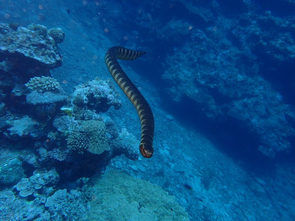 エラブウミヘビ西表島