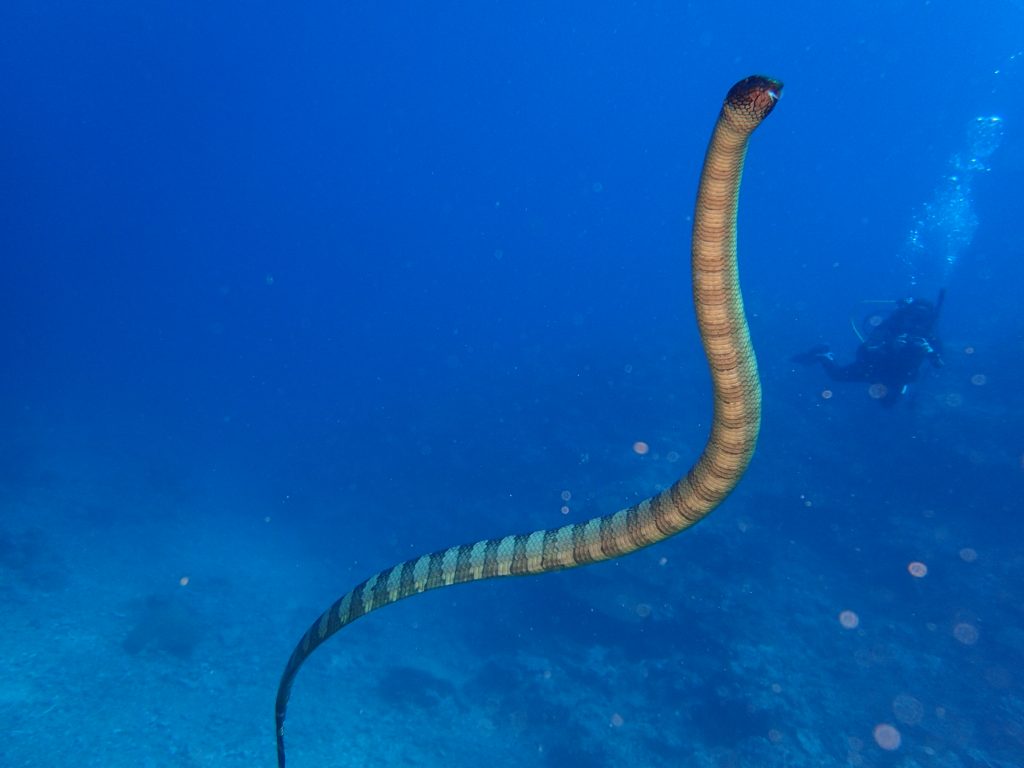 エラブウミヘビ　西表島