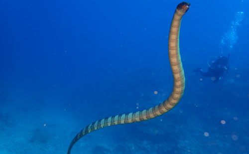 エラブウミヘビ　西表島