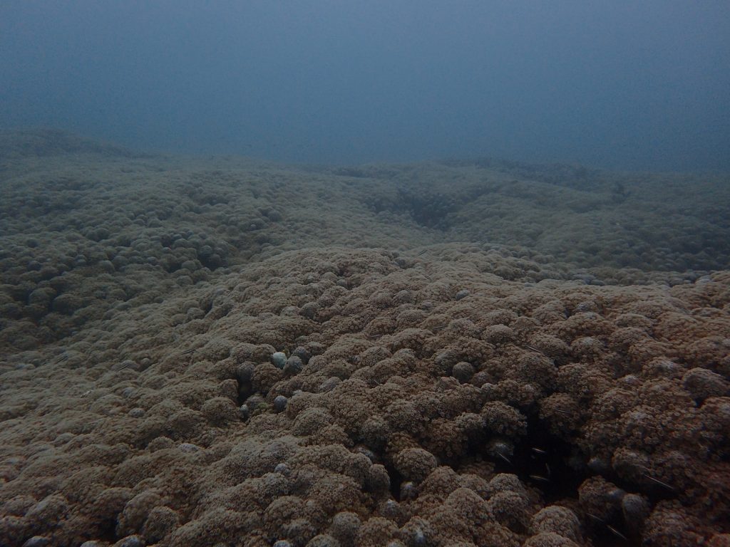 西表船浦湾を潜る