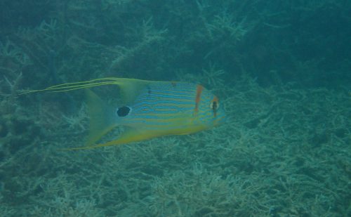 西表の魚　イレズミフエダイ若魚