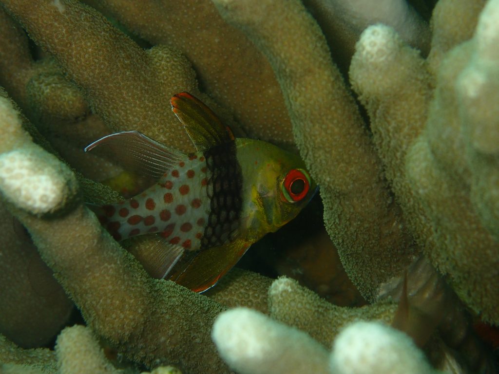 西表の魚　マンジュウイシモチ