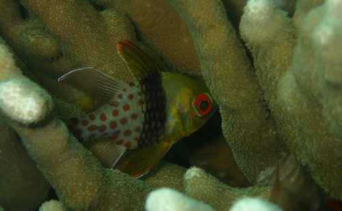 西表の魚　マンジュウイシモチ