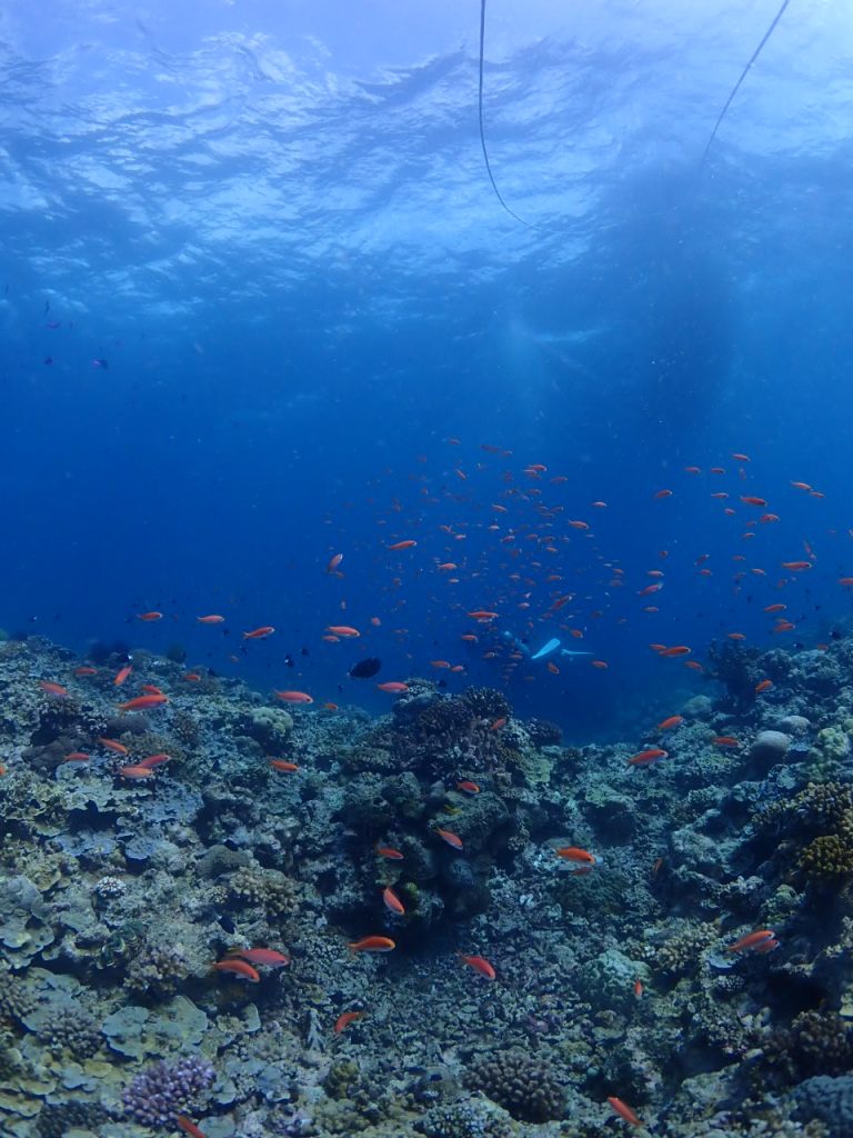 夏の西表島の海