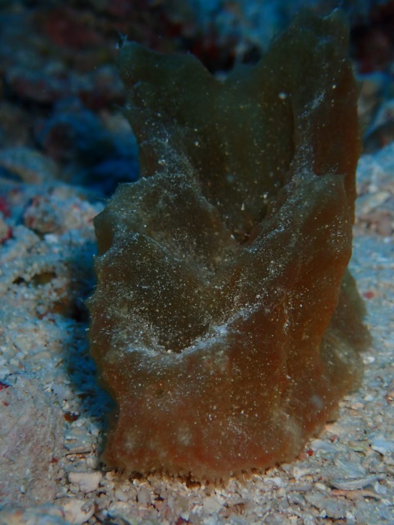 西表の海の謎の生き物