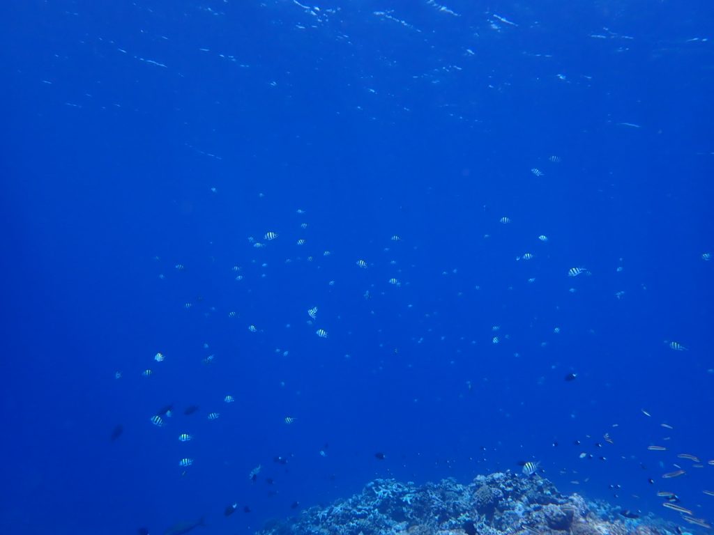 西表崎山の海