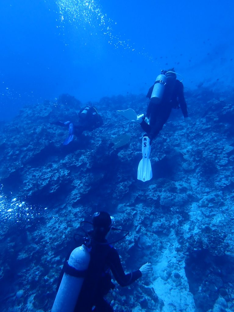 オーストラリアからダイビングしに西表島