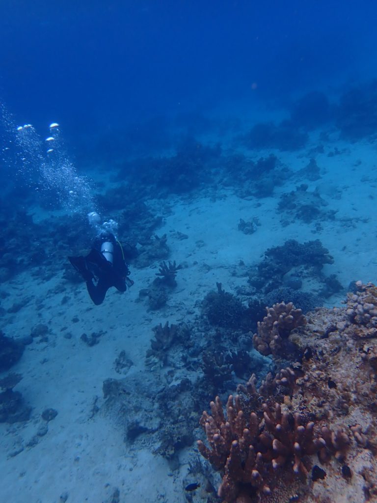 １２月の船浮湾内の海中