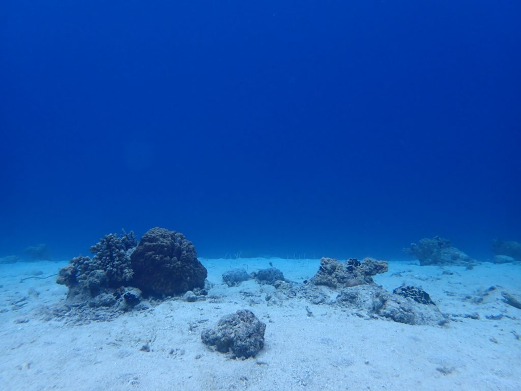 冬の西表の水中