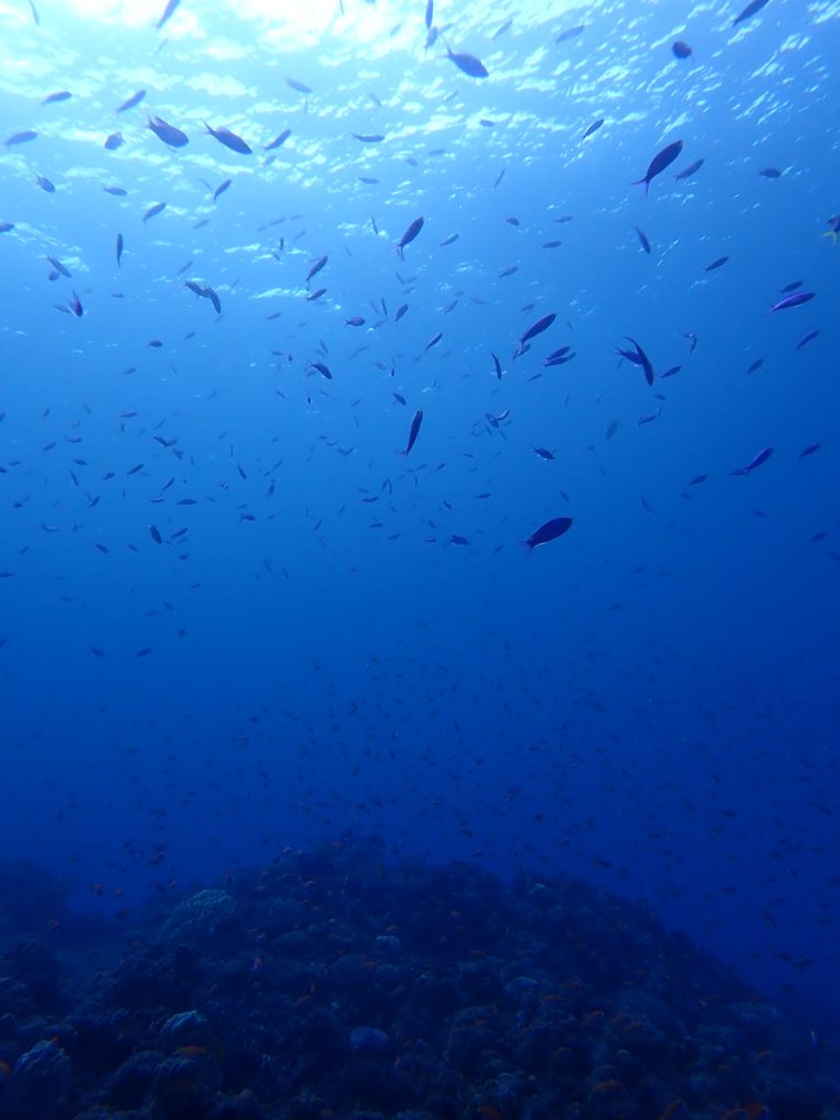 サンゴも魚もいっぱい西表