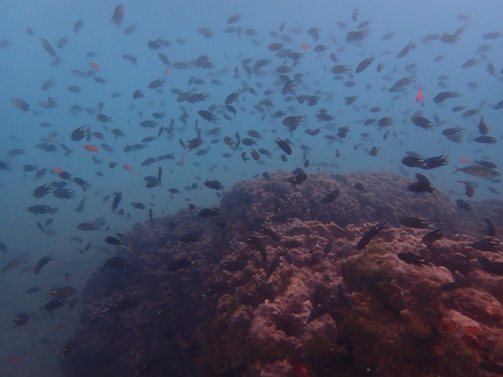 リボンスズメダイが見れる海