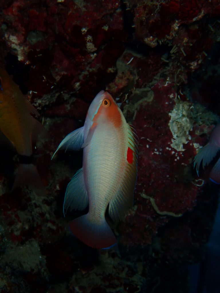 ケラマハナダイの繁殖シーズン