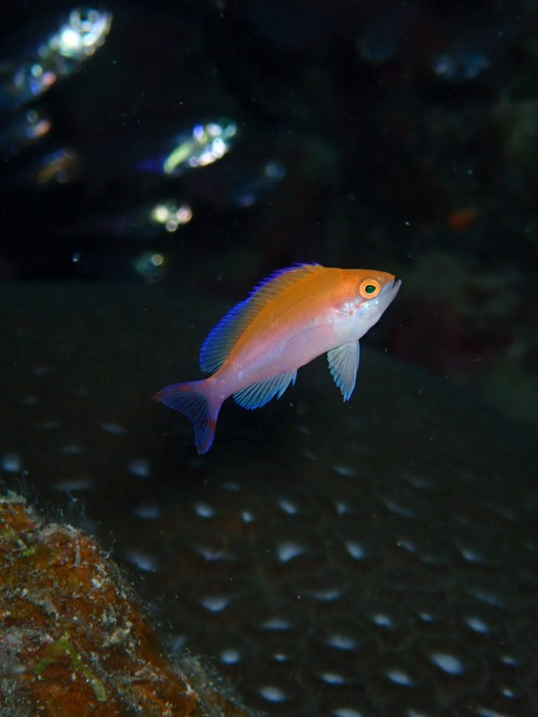 フタイロハナゴイyg　西表島