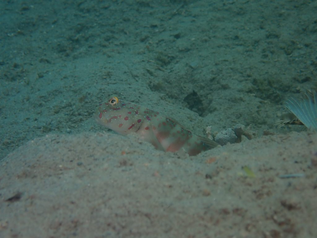 オイランハゼ 西表島