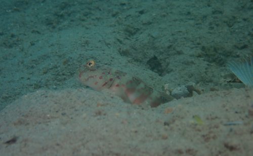 オイランハゼ  西表島