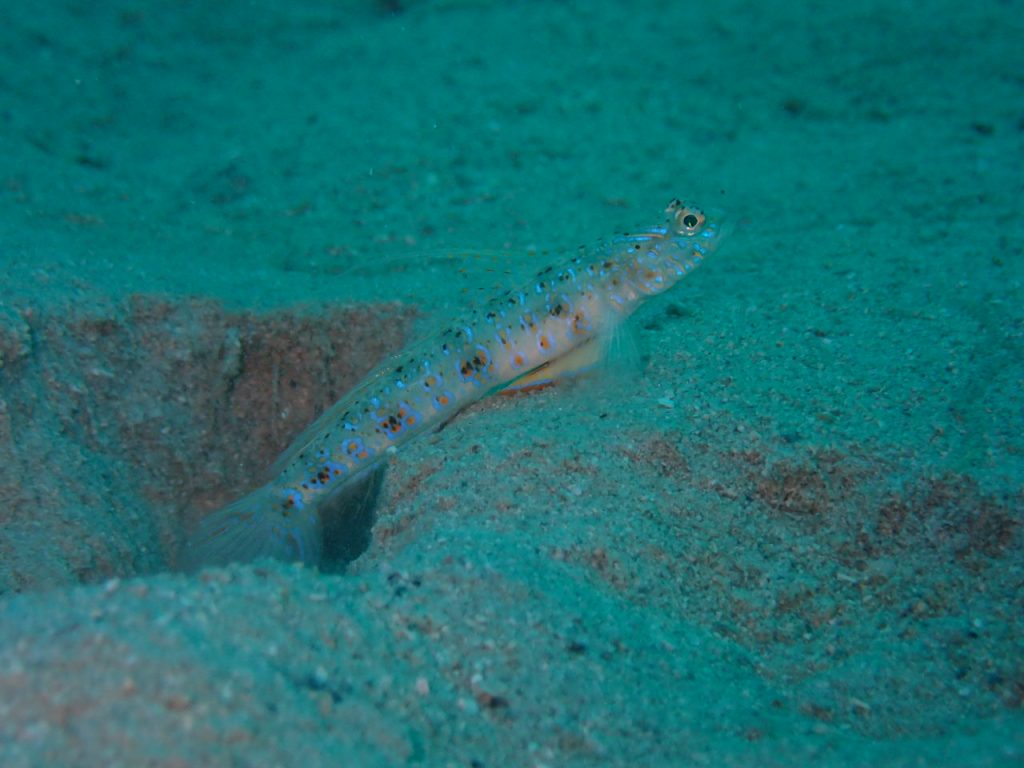 ヤツシハゼ　西表