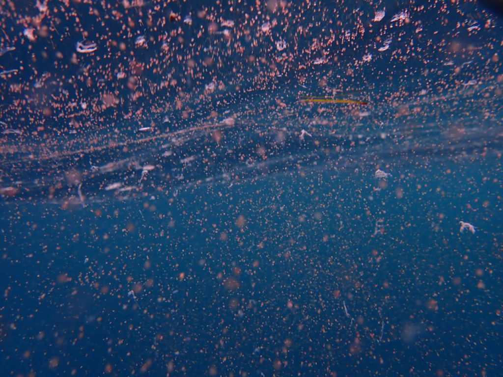 海面にサンゴスリック西表