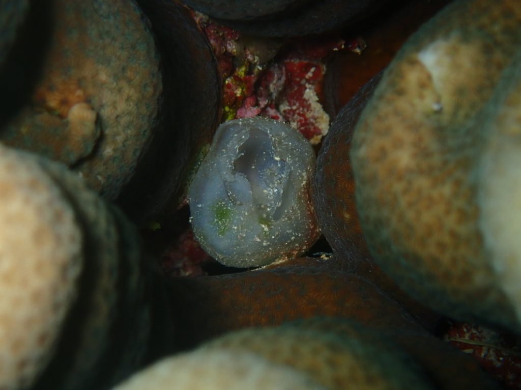 コブシメの卵の殻