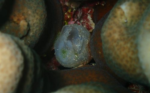 コブシメの卵の殻