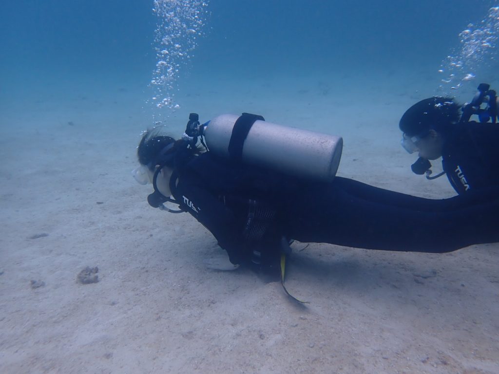 体験ダイングで見れるお魚