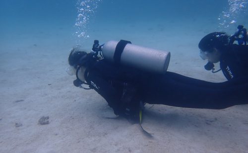 体験ダイングで見れるお魚