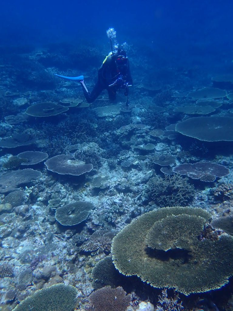 サンゴの海　西表