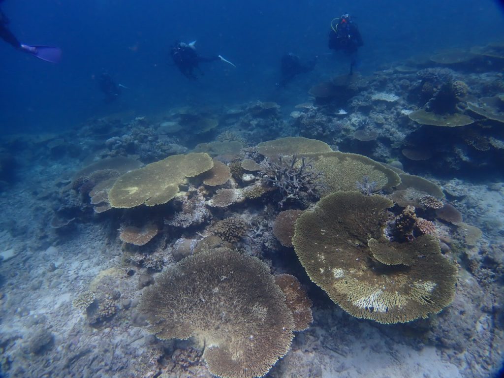 ワンダフルな西表の海