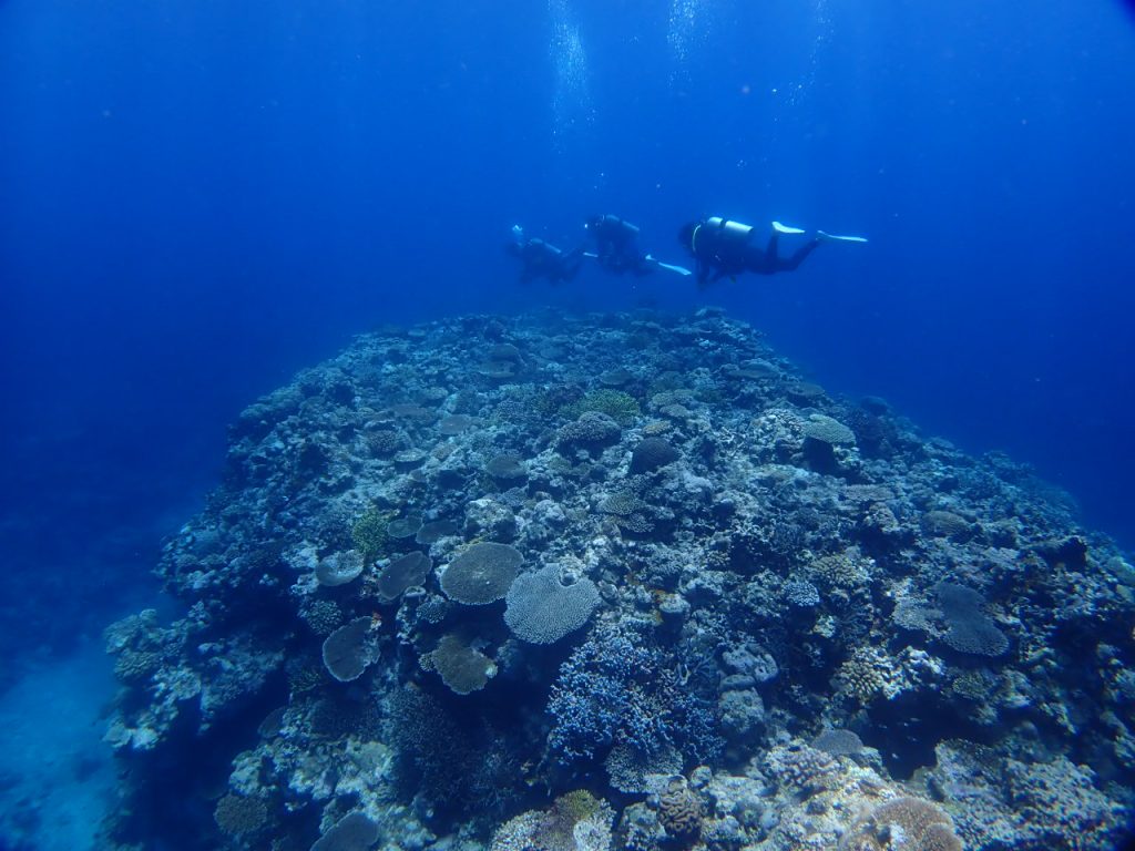 素敵な海でダイビング　西表島