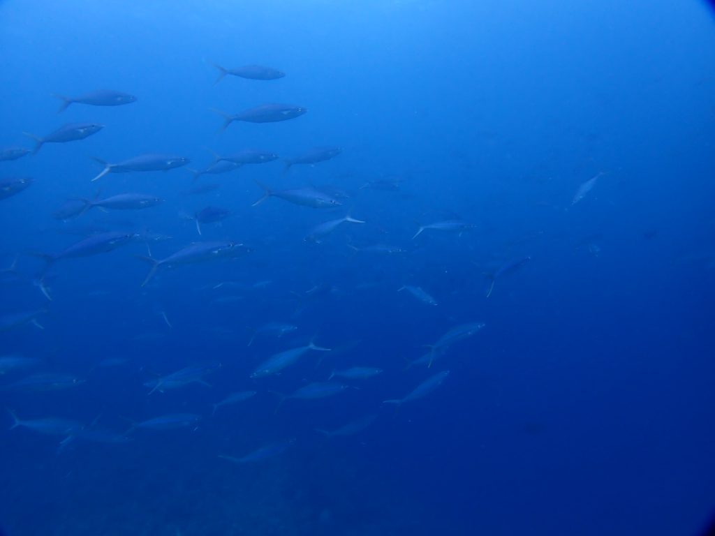 ツムブリの群れ　西表島