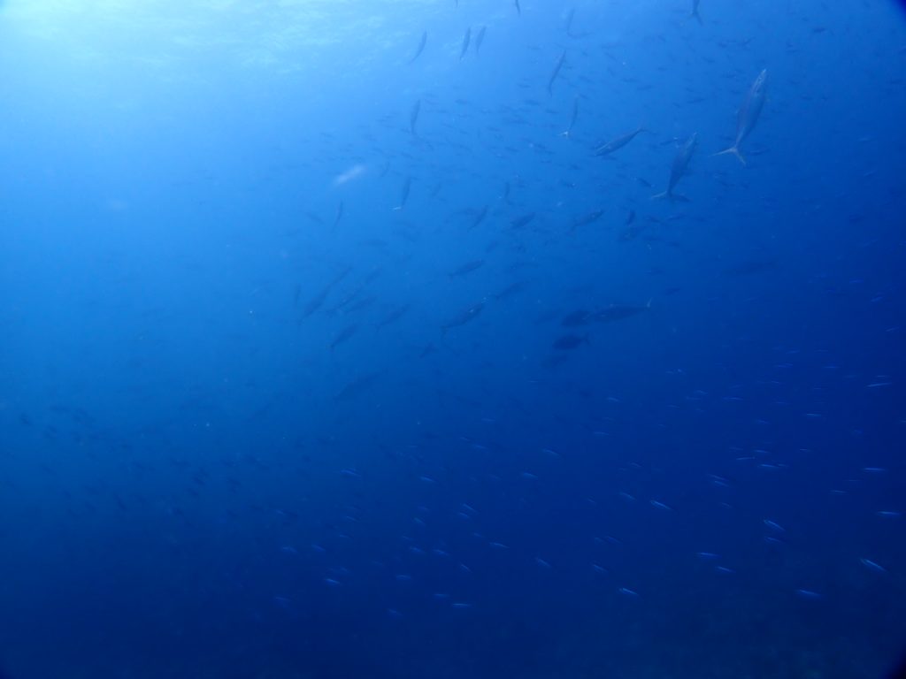 魚の群れ