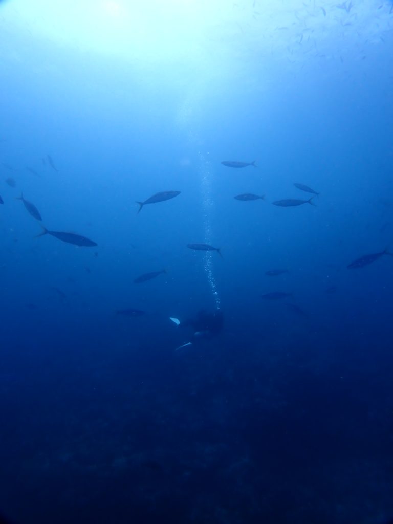 西表　魚に紛れる