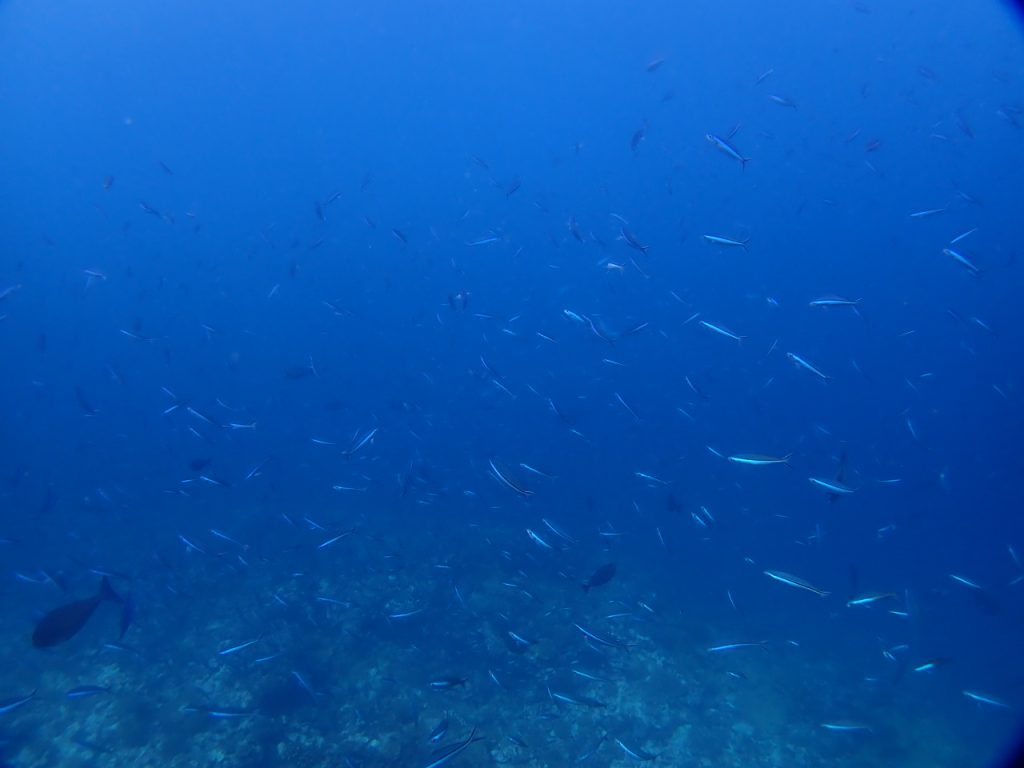 魚まみれの西表