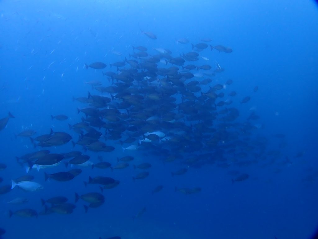 魚群　西表