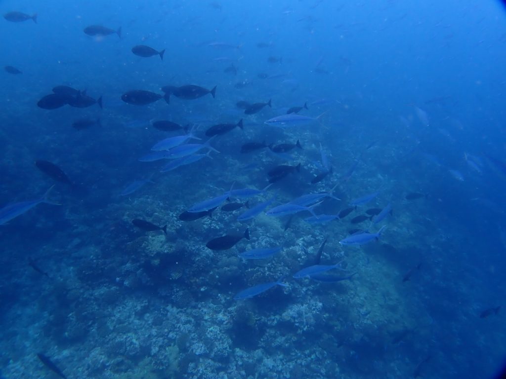 お魚まみれ
