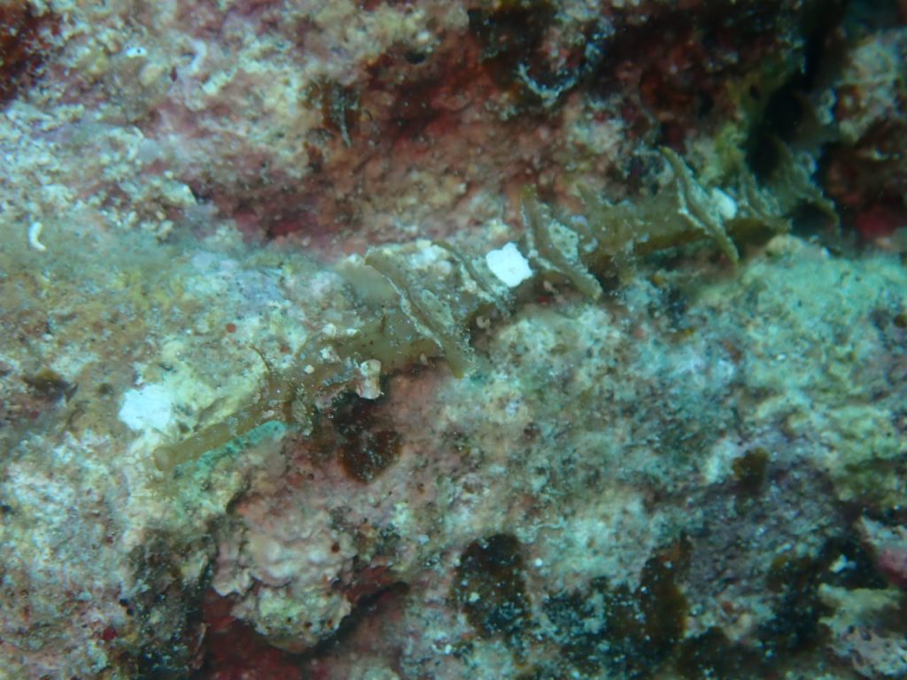 西表でタツウミヤッコ